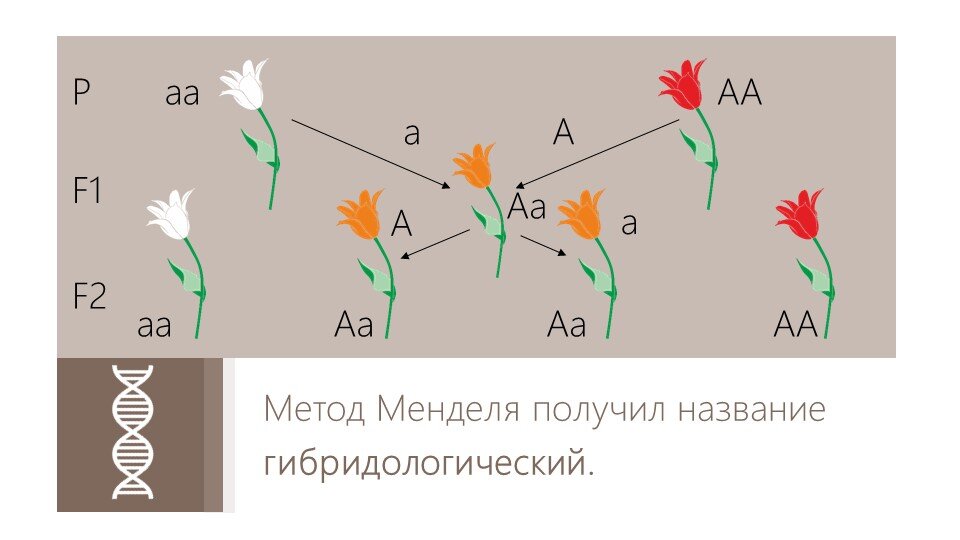 Изучение наследственности и изменчивости соматических клеток 