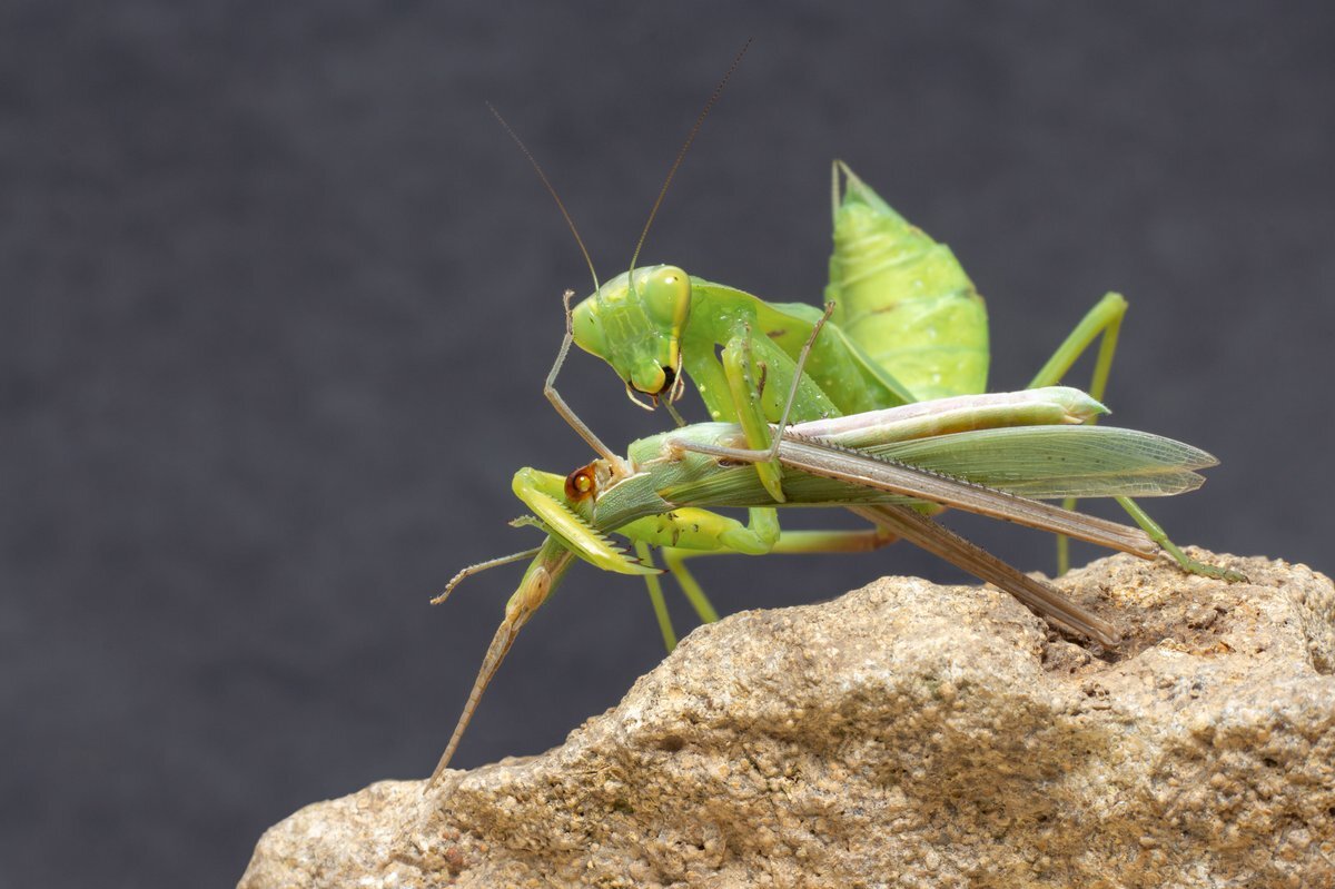 Яндекс-фото