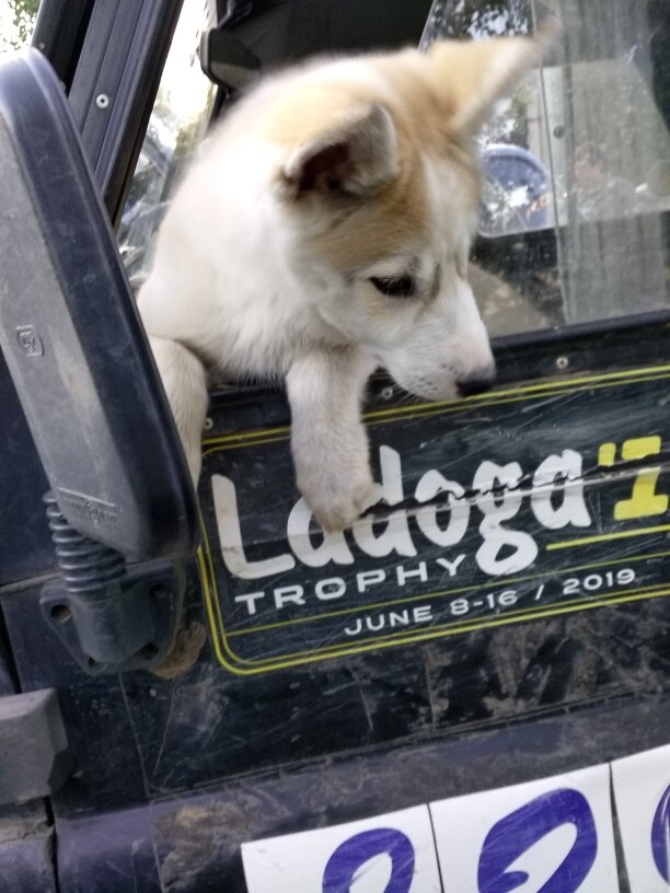 Рокки 2.5 месяца. 2019 г.