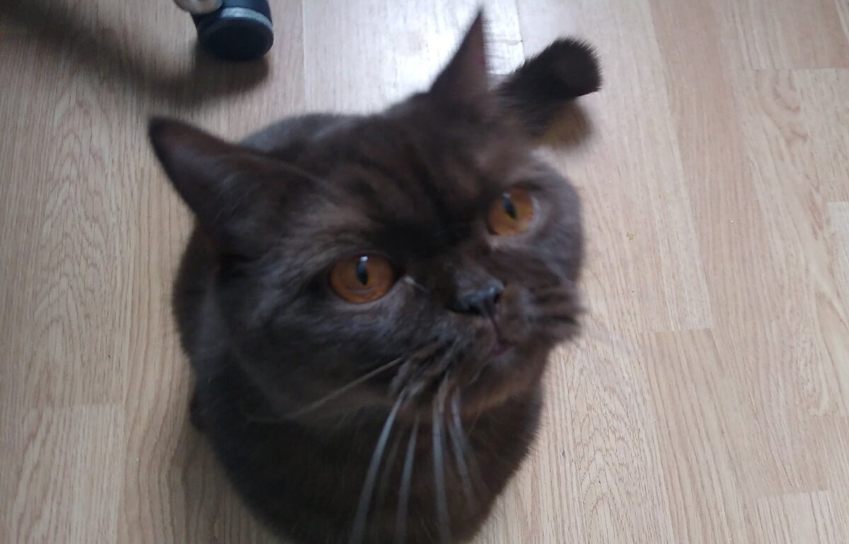 Фото наглой мордочки