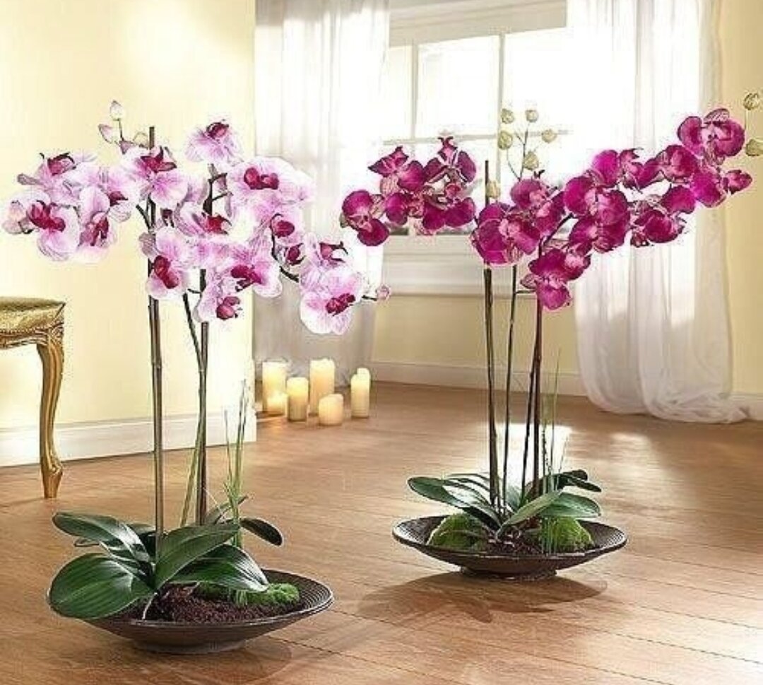Как заставить Орхидею фаленопсис зацвести