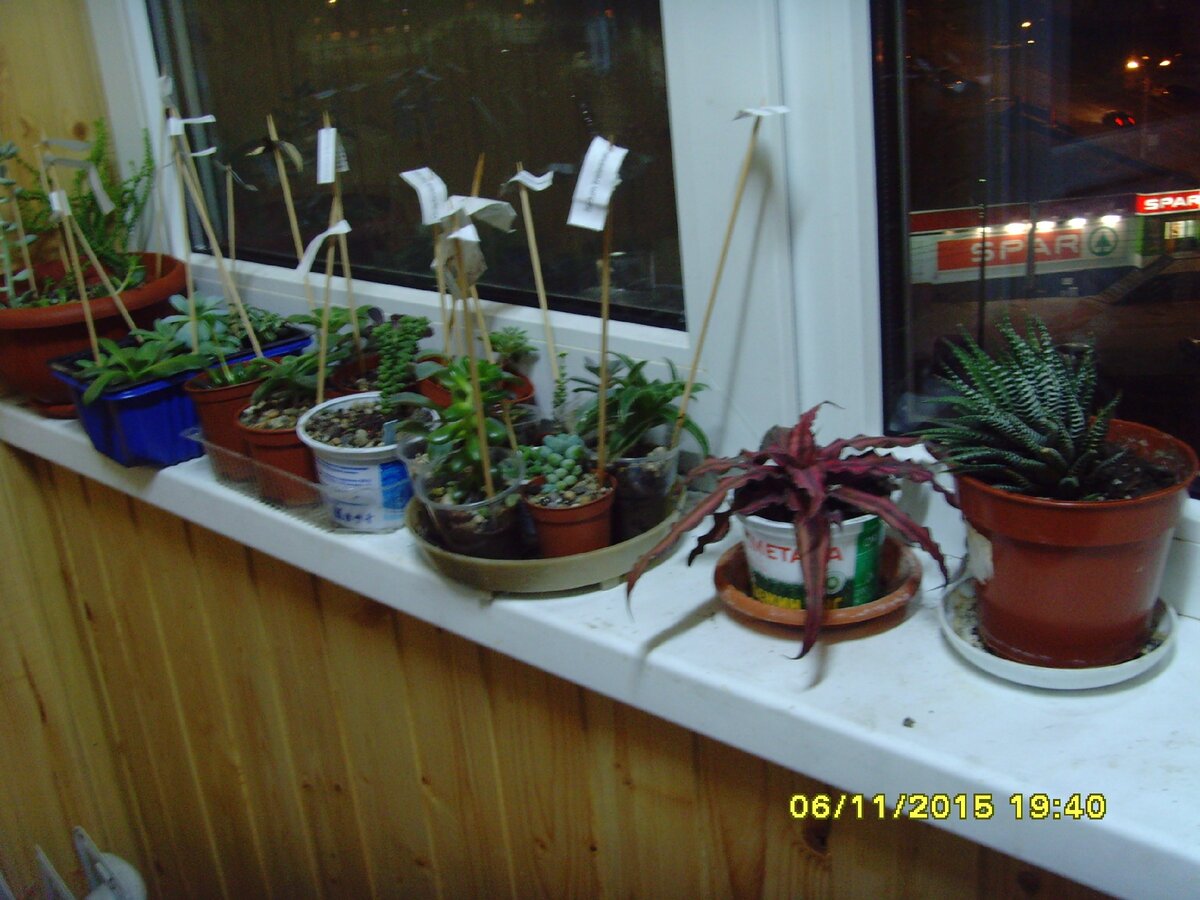 Вот так это все когда-то начиналось, точнее уже продолжалось, т.к. первый суккулент у меня появился в 2013 году. Это как раз была та хавортия что на фото вверху справа. Затем, моя коллекция медленно, но верно начала расти...))