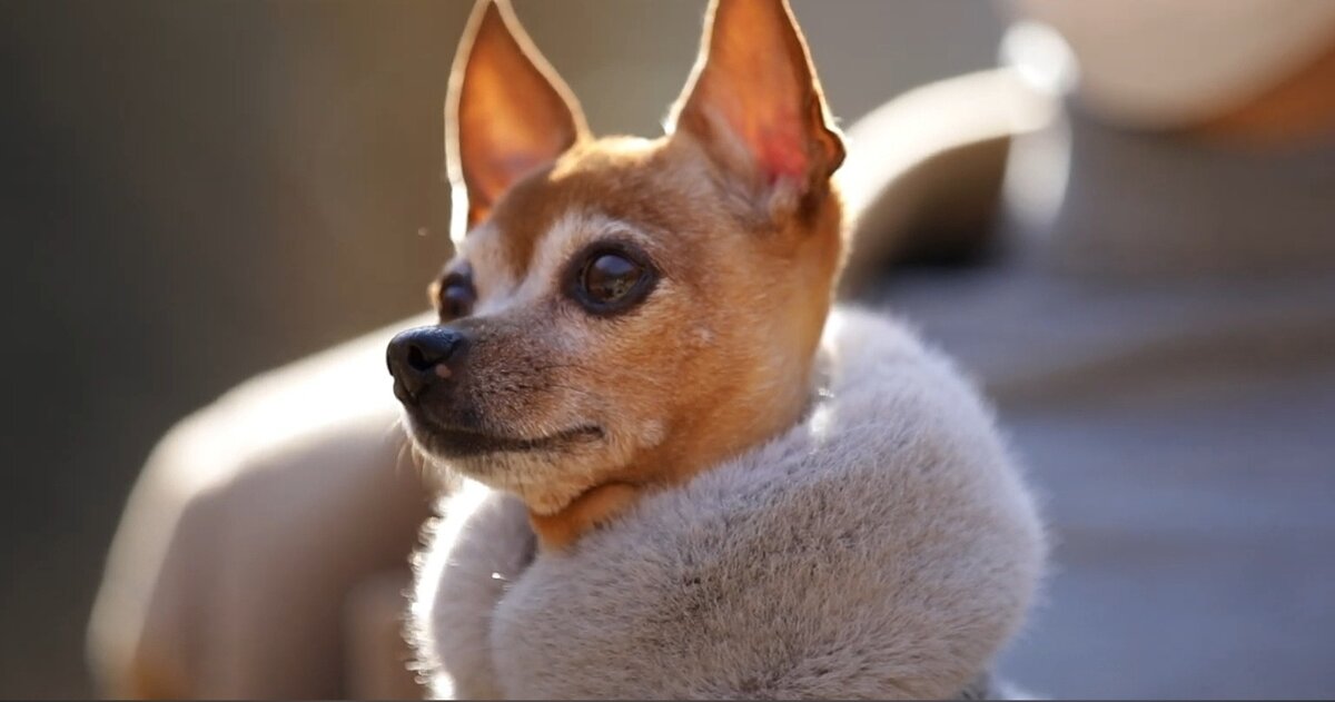 Красотка Чоко 😏😎🤟