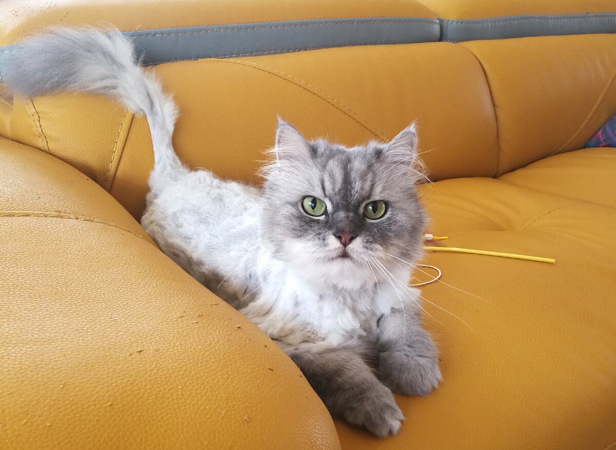 Ничем не поднимается. Коты со странностями. Странный кот. Кот странно сидит.