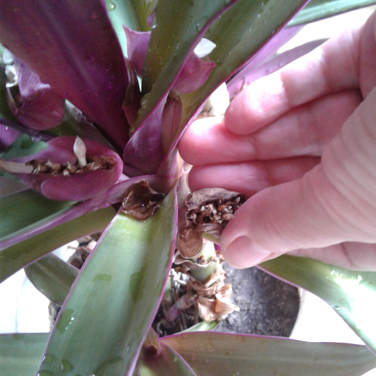 Сухие соцветия удаляются тоже