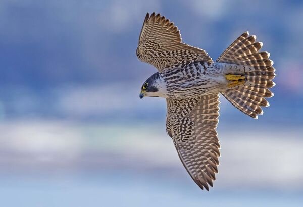 Птичка Сапсан