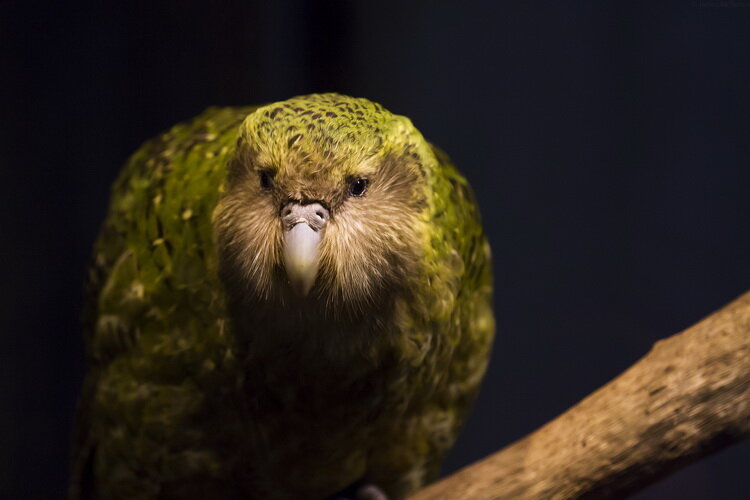 Автор Janice McKenna 
