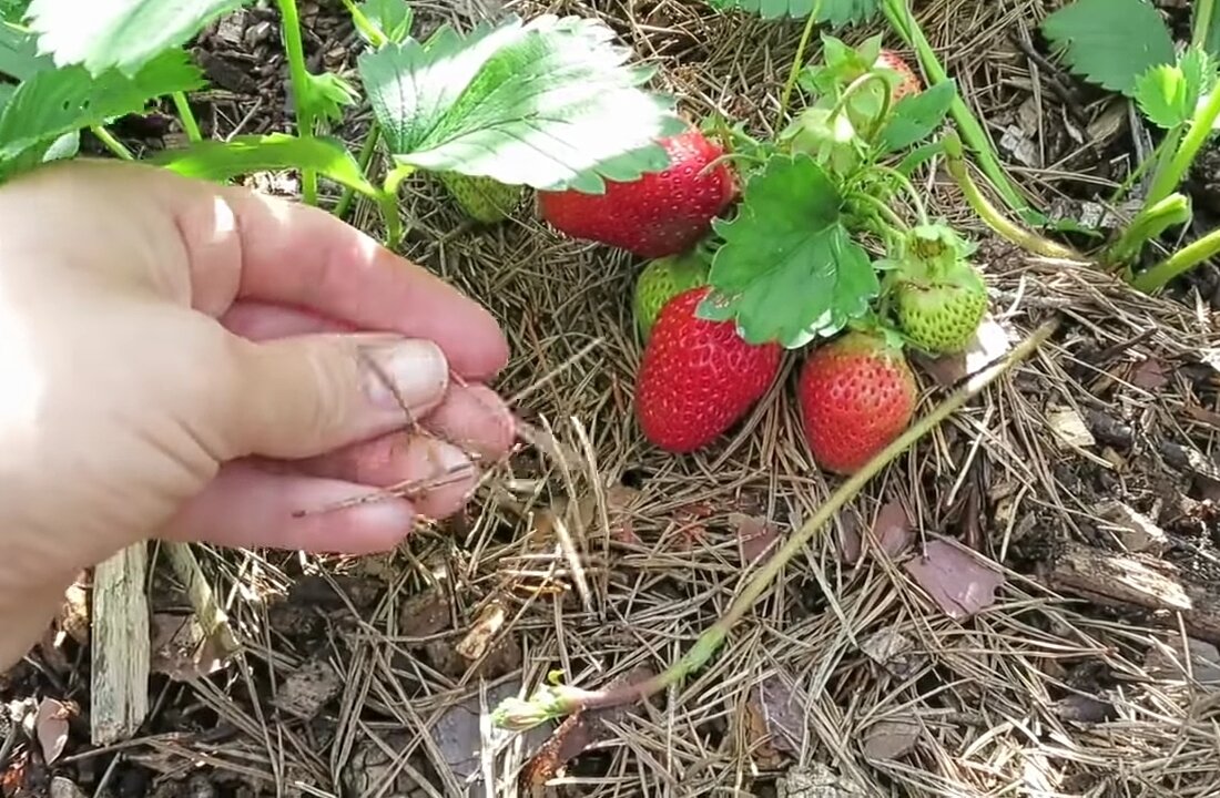 Хвойное покрывало для земляники. Хвою заготавливаю из выброшенных новогодних елок