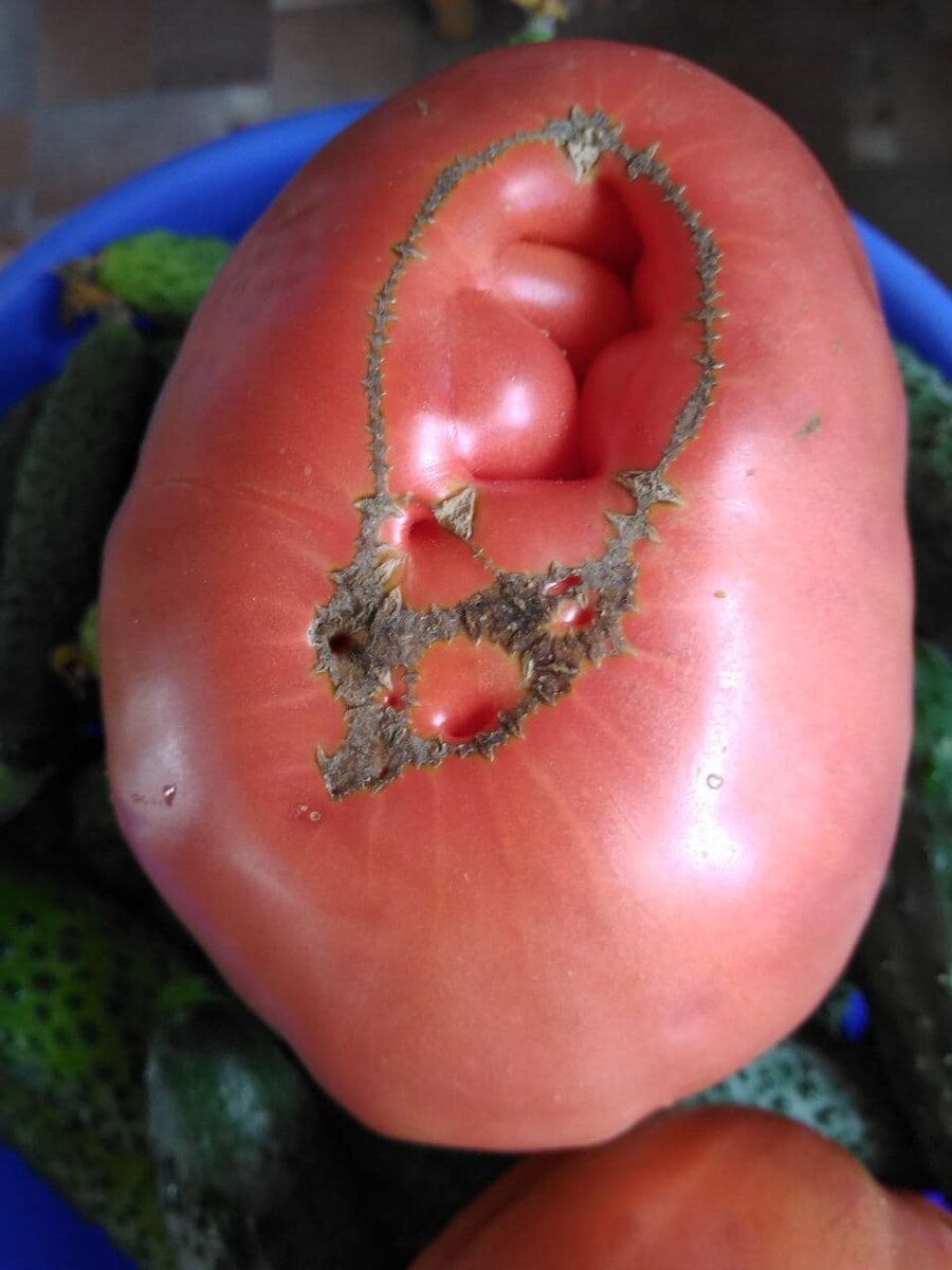 Вот такие помидорчики у меня выросли в теплице. Сладкие, просто медовые!!!!!