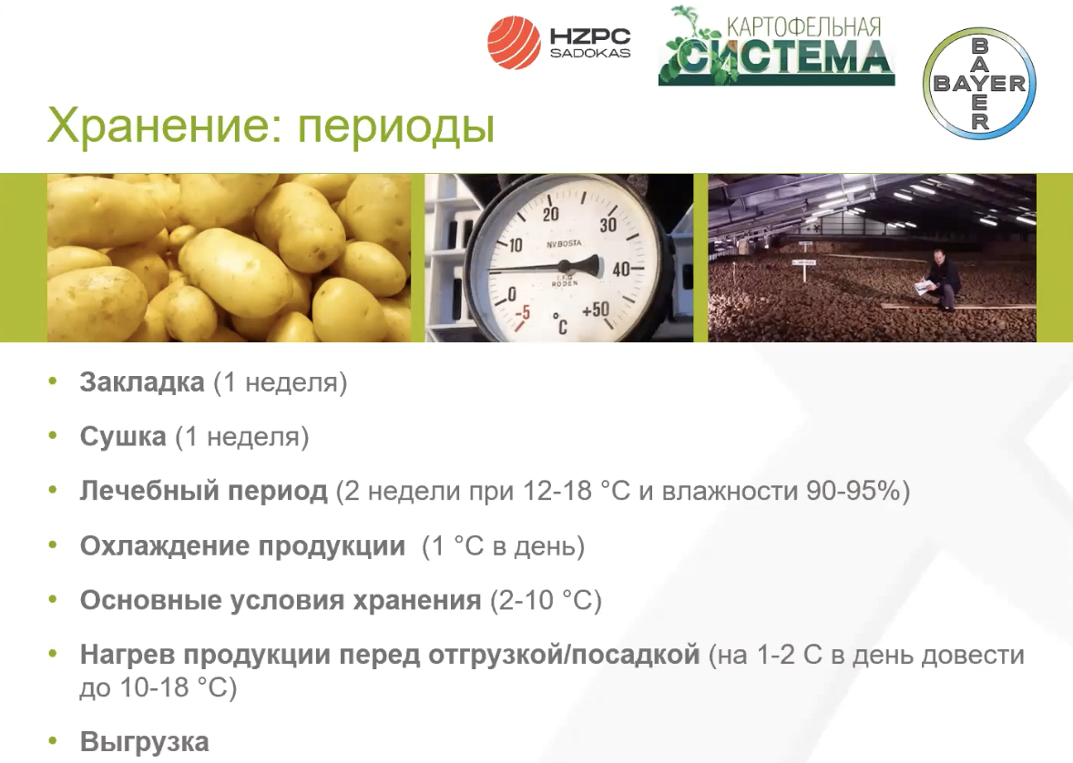 Основные периоды и температурный режим при хранении картофеля. Фото: Константин Онацкий