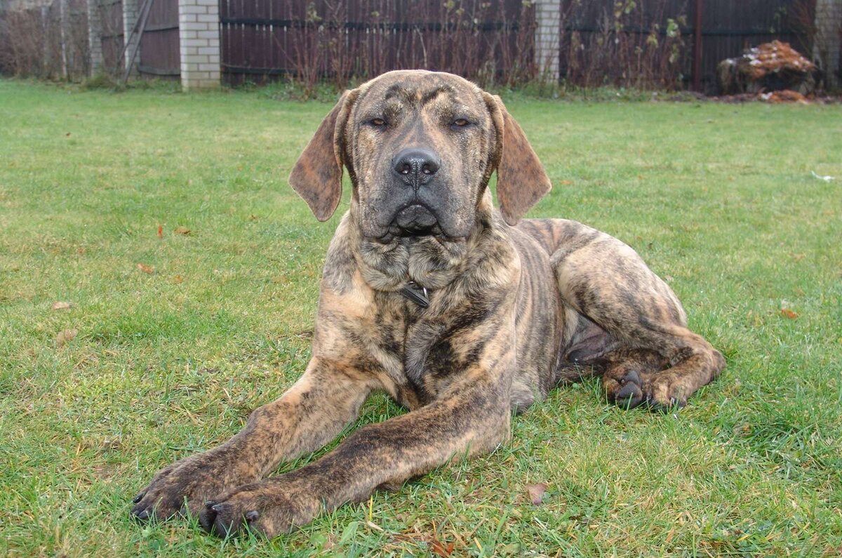 Бразильский фила. Фото для иллюстрации. Источник Яндекс Картинки.