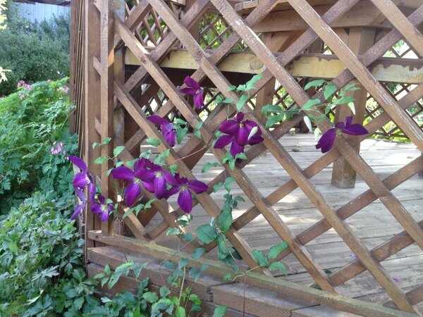  сентябрь 2015 год