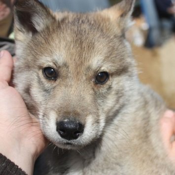 Фото из объявления приюта.