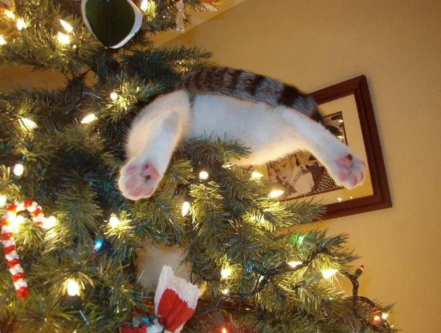 Почему праздник был испорчен елка. Коты и елки. Кошка и елка. Смешные новогодние коты. Кот новый год.