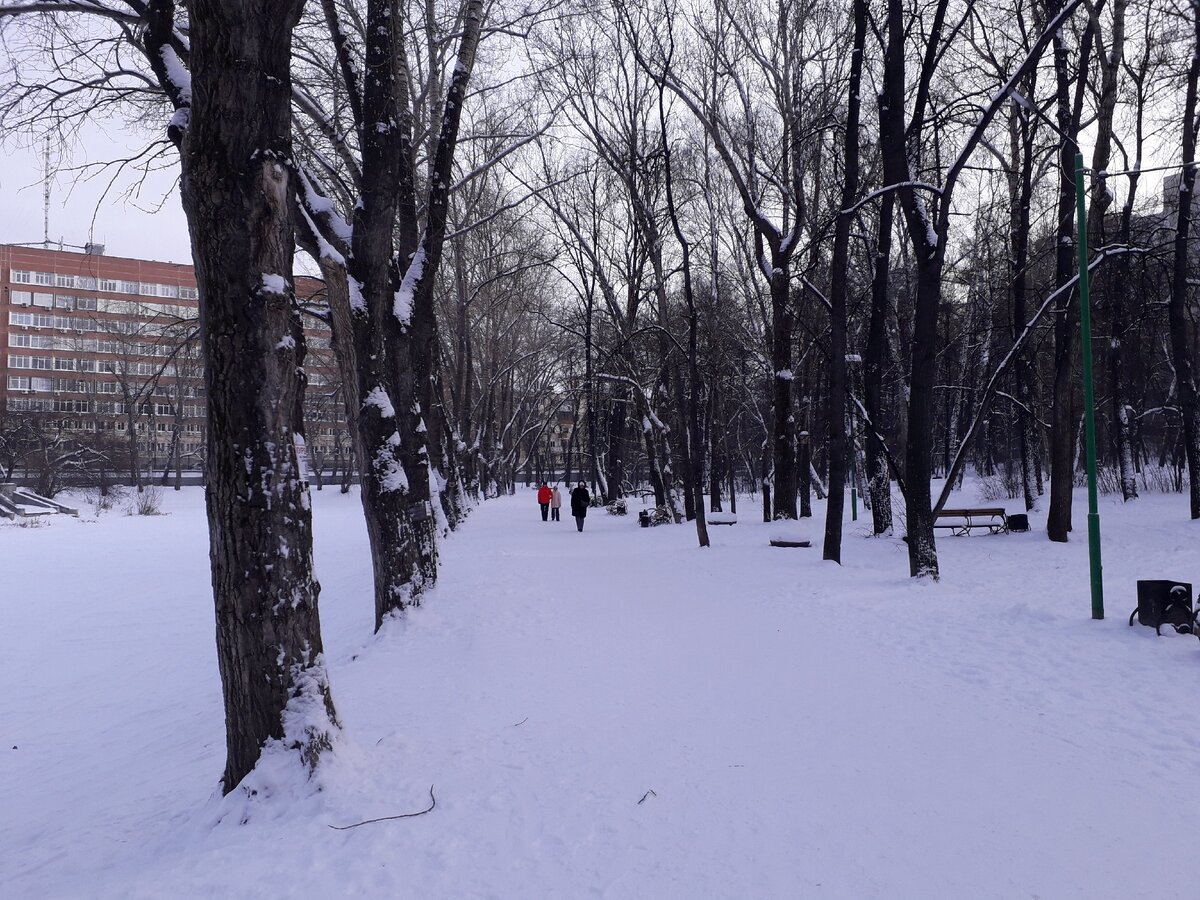 В Харитоновском парке растут тополя, осины, берёзы, ольха, клёны, ели, лиственницы и вязы. Фото автора