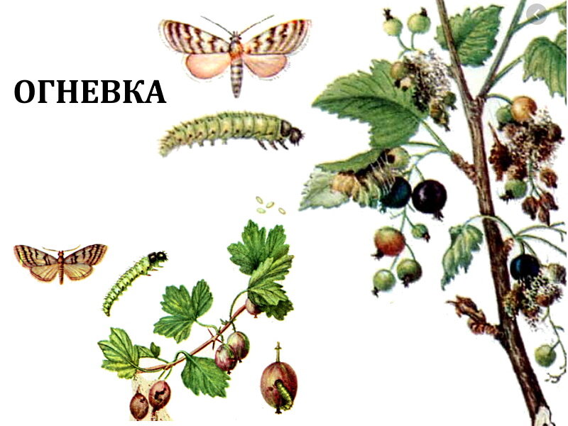 Профилактические меры для защиты кустов
