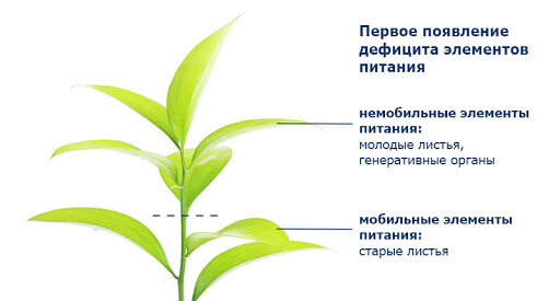 Цитата и фото с сайта www.unifer.de/ml/rublicaii/mobilnost-elementov-pitaniya-v-rastenii