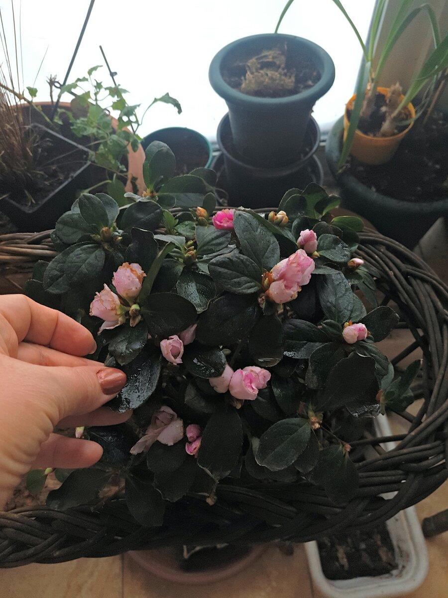 Азалия уже веселая, после реанимационных мероприятий. Жалко,не догадалась сфотографировать до...