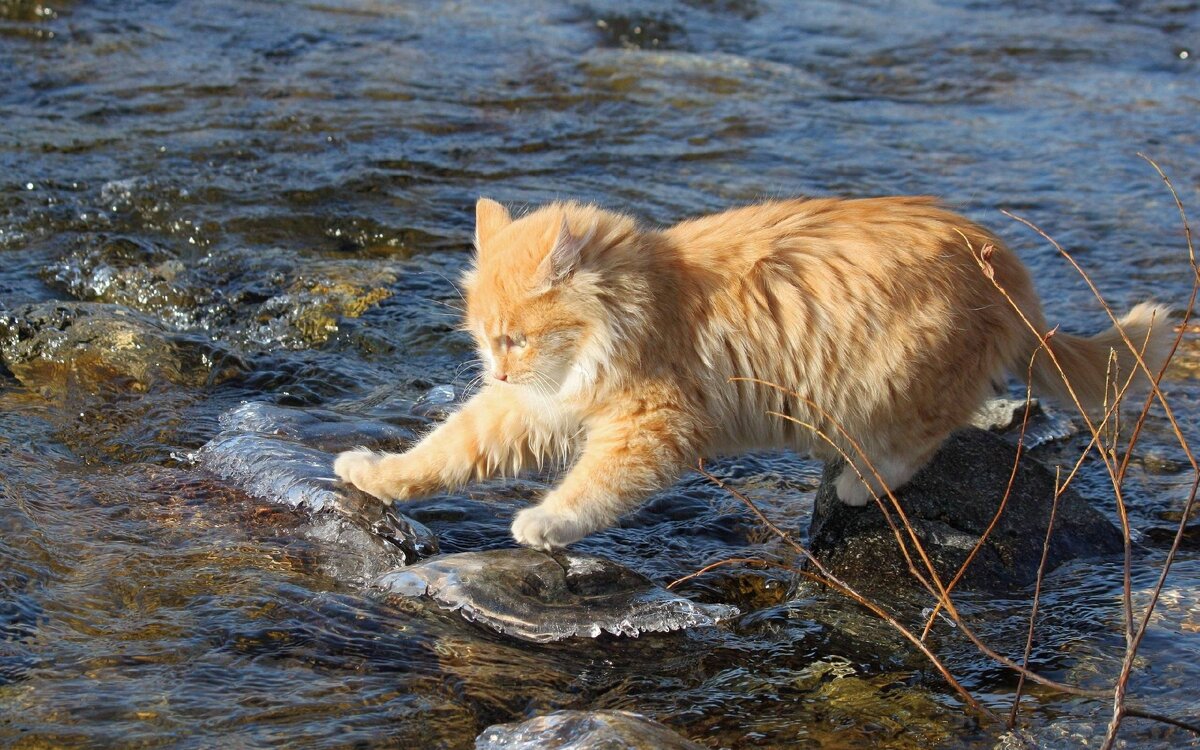 Кот - повелитель воды