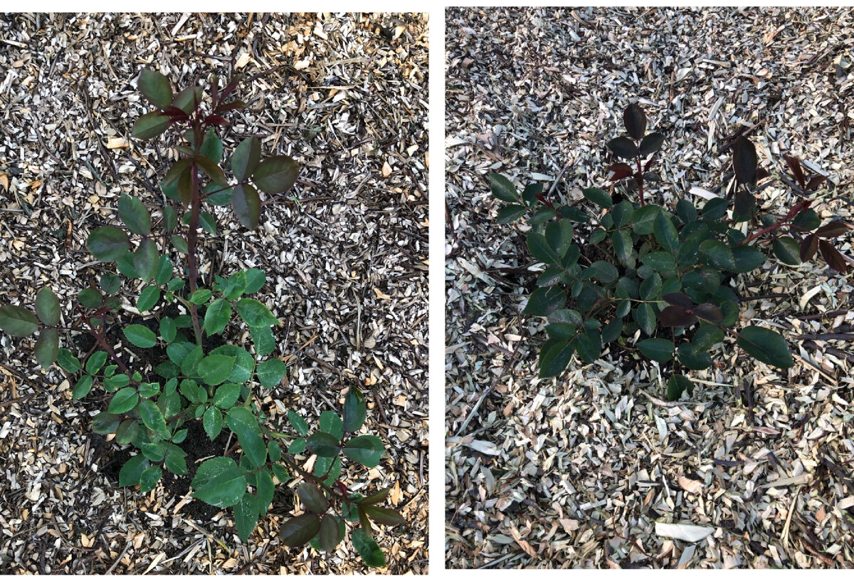 Роза Red Berlin. Справа - возраст три года, на подвое. Слева укоренившийся черенок  этой же розы сентябрь 2020. Так они выглядят сейчас в саду.