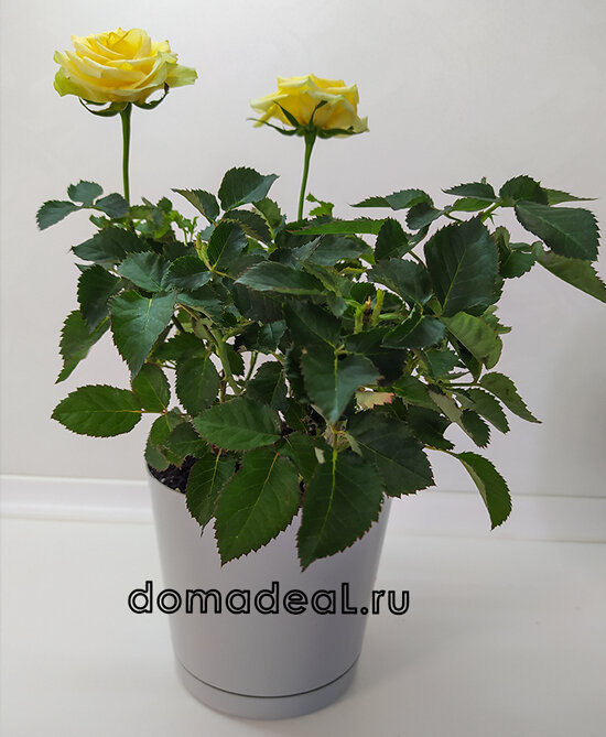 комнатная роза