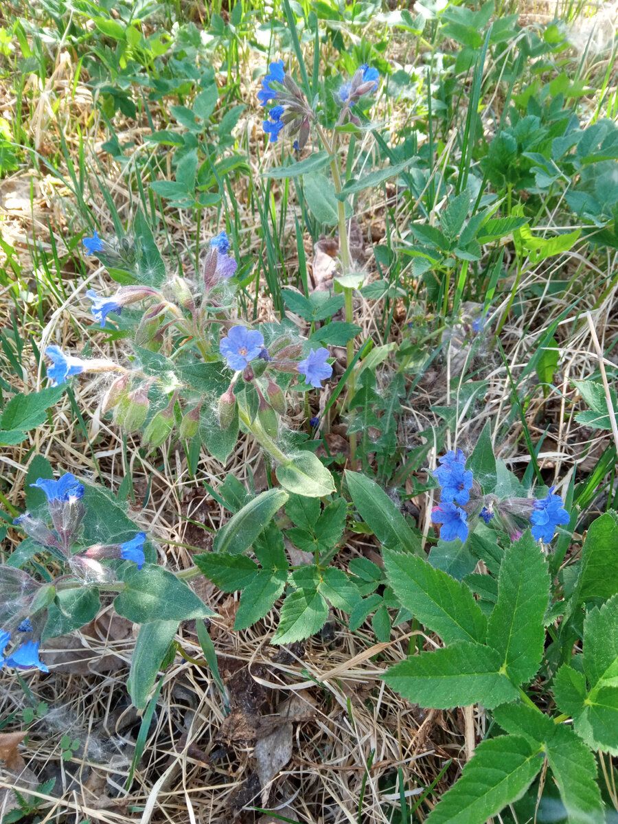 Медуница на моем участке