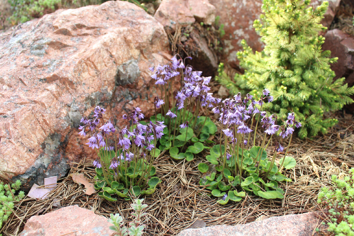 Сольданелла горная (Soldanella montana) в моем саду