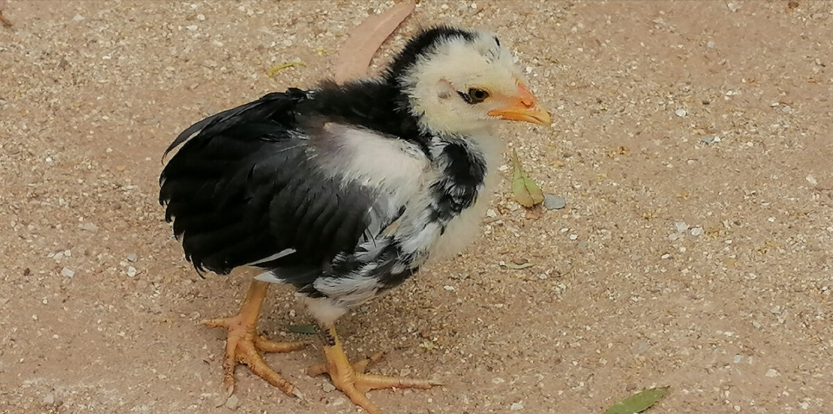 Фото сделано мной. Выбежал навстречу за вкусняшкой. 