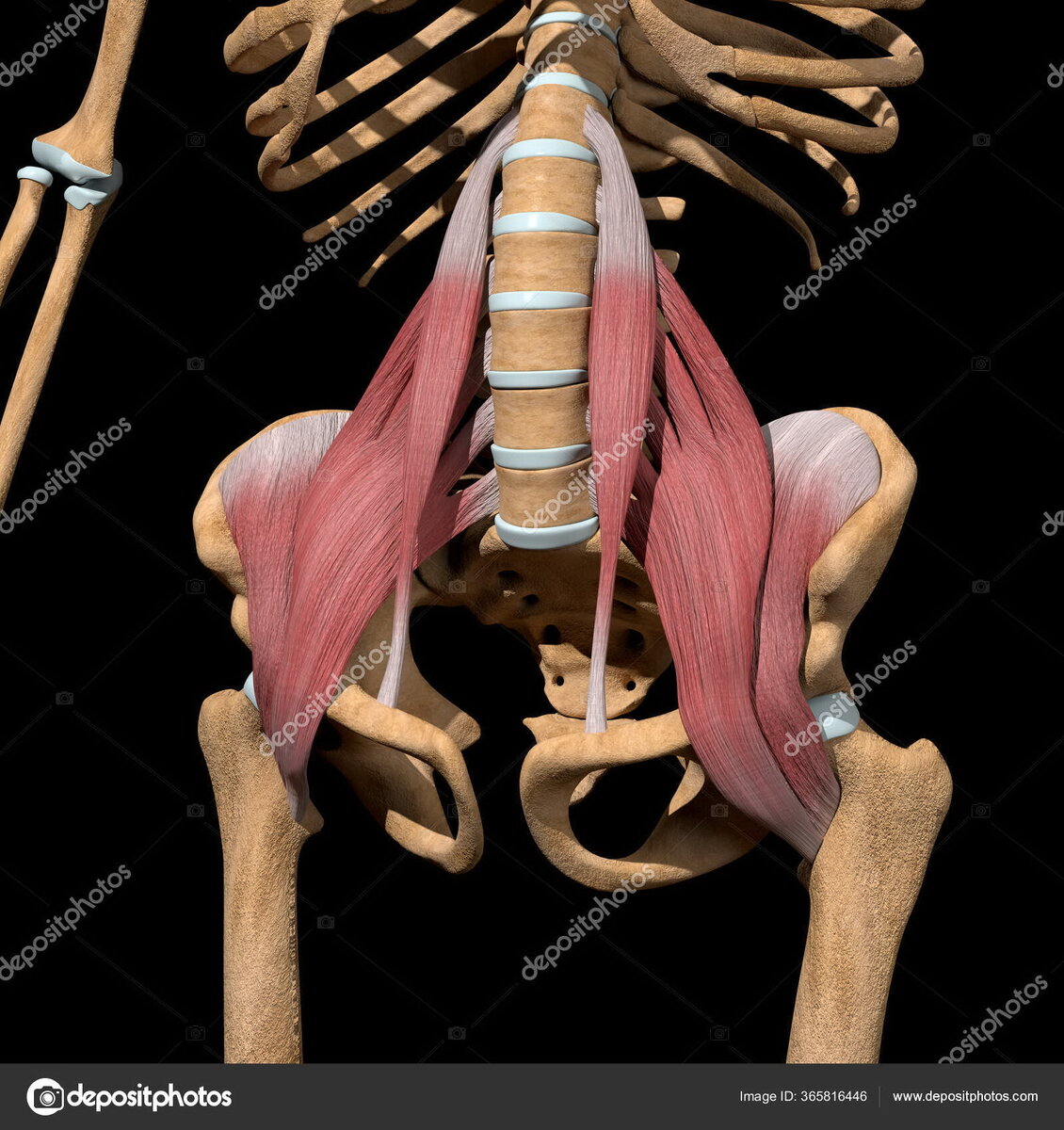 Основные сгибатели бедра: подвздошно-поясничная мышца,  большая и малая поясничные мышцы, 