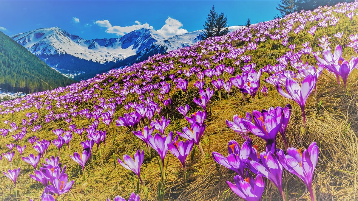 Северный Кавказ.