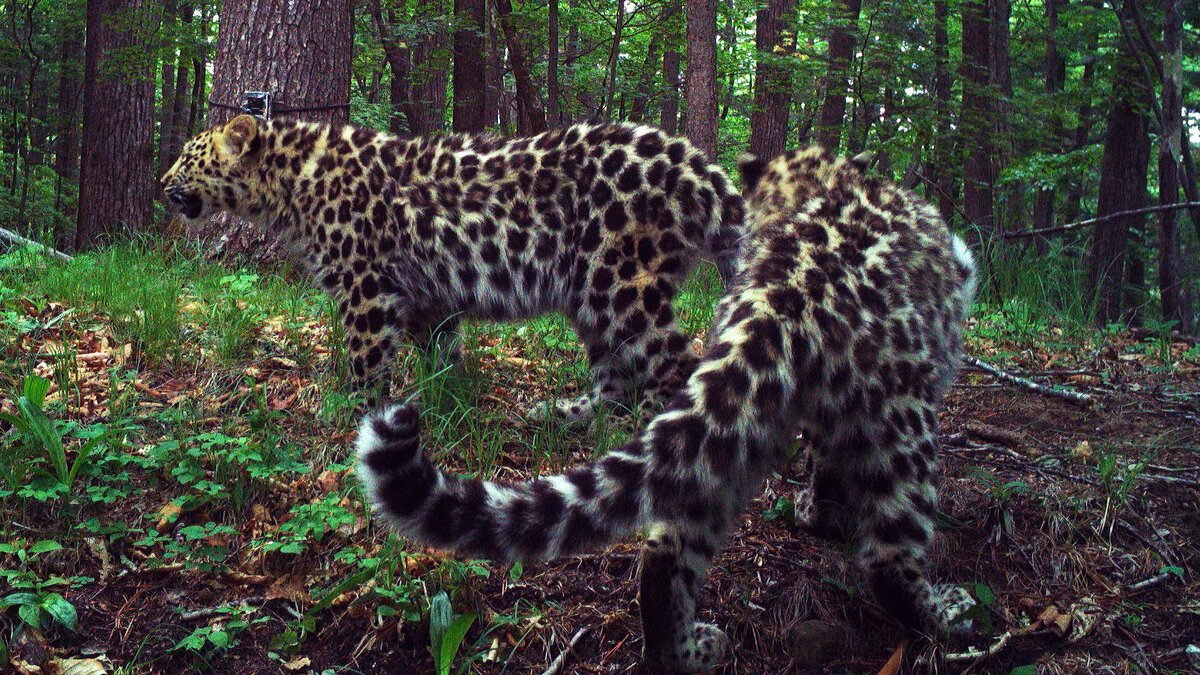 Фото: пресс-служба ФГБУ "Земля леопарда"