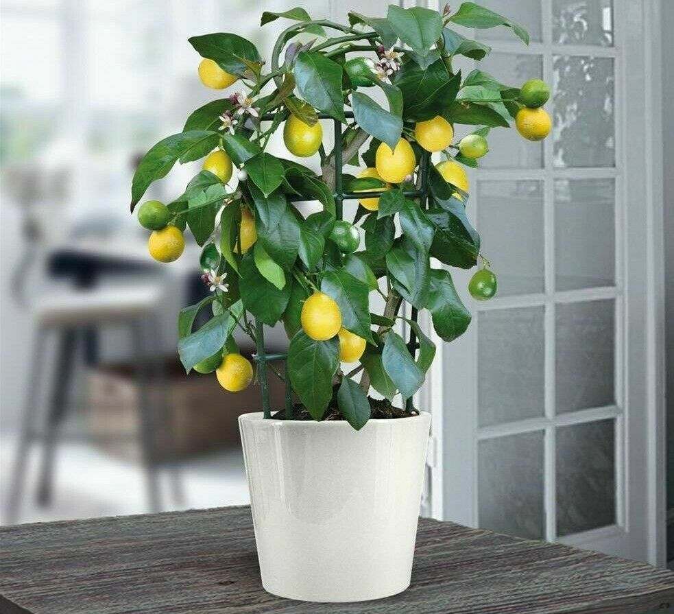 Маленькое лимонное дерево. Цитрофортунелла лимон Мейера. Цитрус лимон Мейера 750583. Цитрофортунелла лайм. Цитрус (комнатное растение) лимон Лунарио.