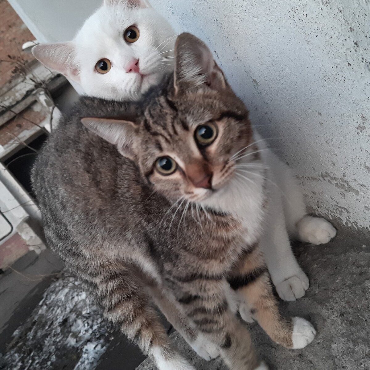 Зефир и Фрося. Мои любимые питомцы, я их обожаю