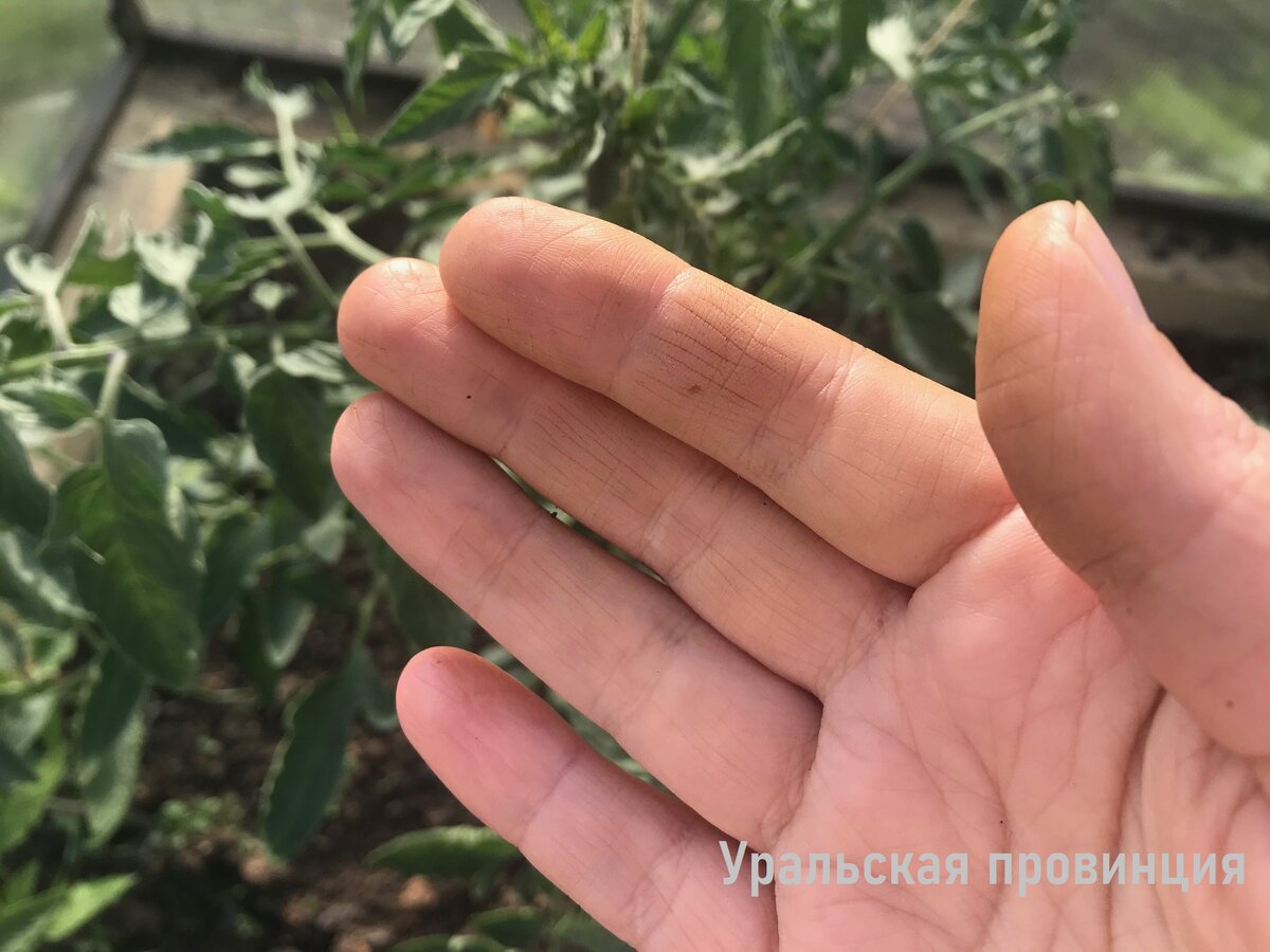 9 безопасных способов отмыть руки после обрезки пасынков томатов (если .