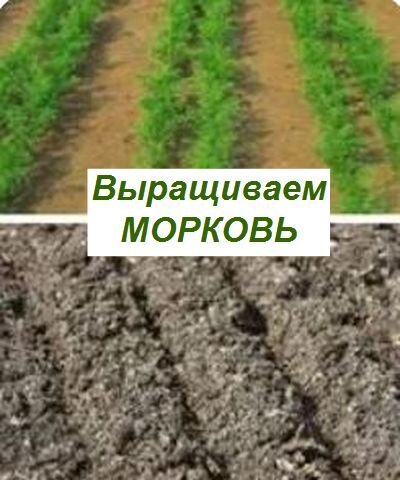 как выращивать морковь в открытом грунте
