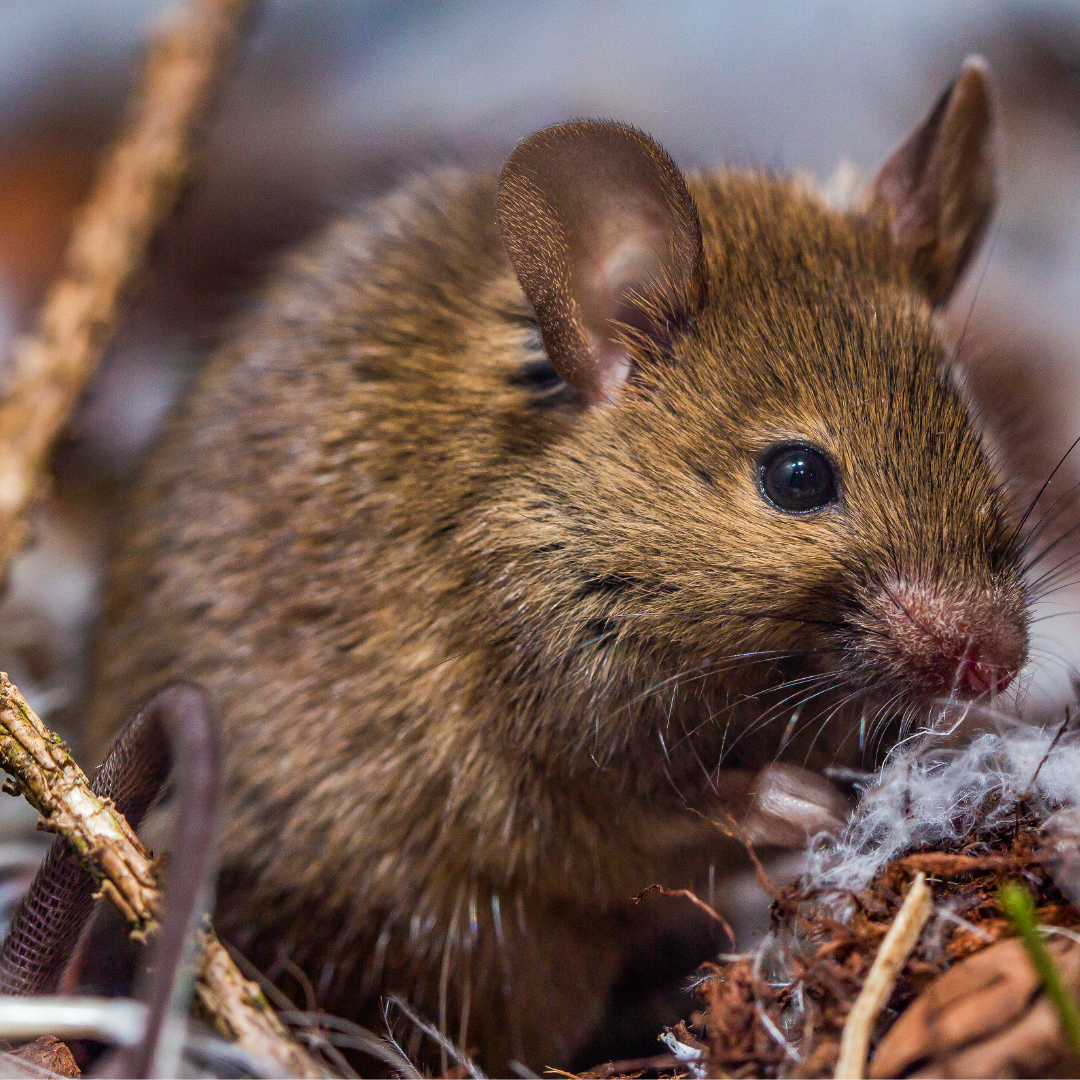 Такие животные, как грызуны идеальны в виде питомцев.