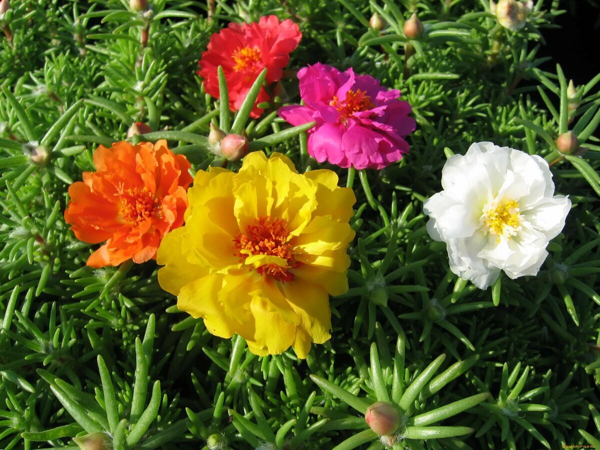 Портулак. Источник: u-florista.ru 
