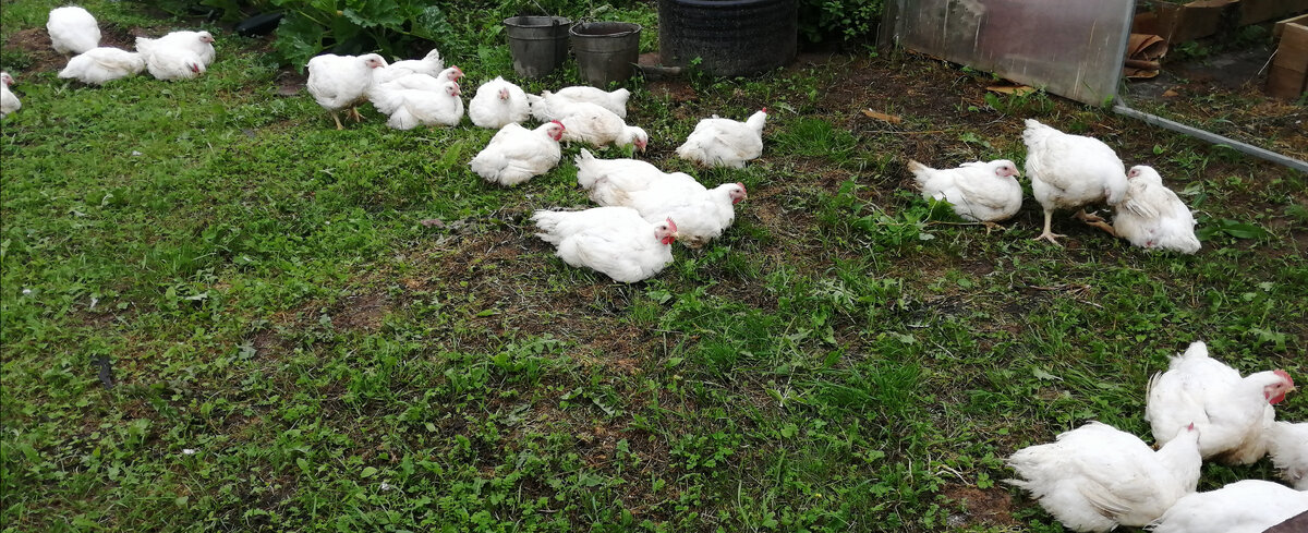 Ждут своего часа 