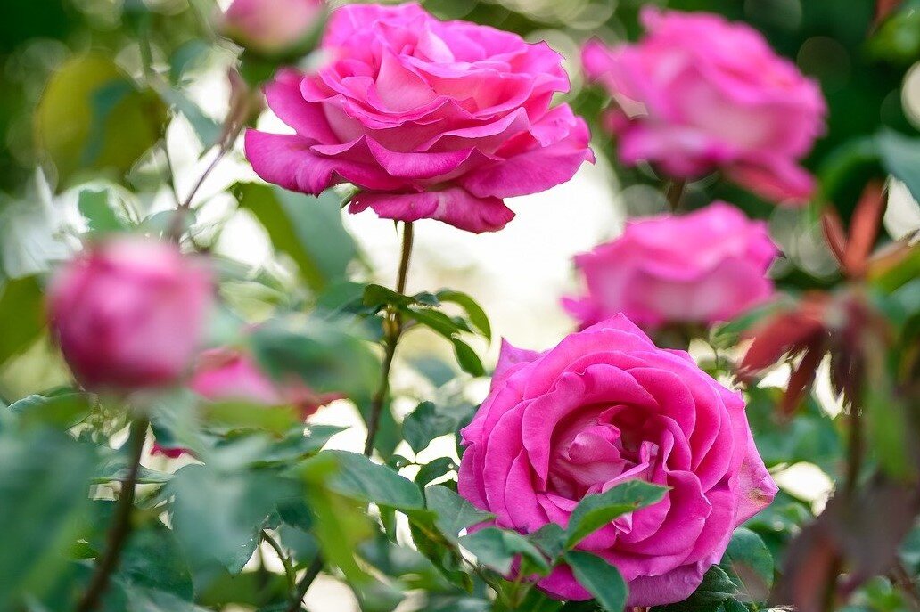 Яндекс картинки