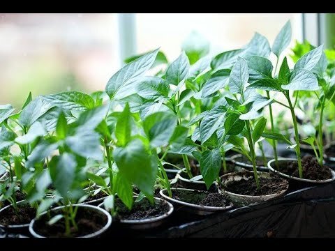 Яндекс картинки