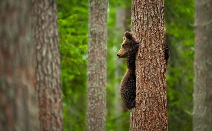 Фото: Marsel van Oosten