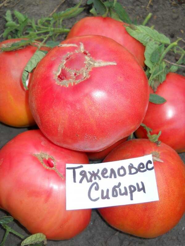 Томаты тяжеловес сибири описание сорта фото