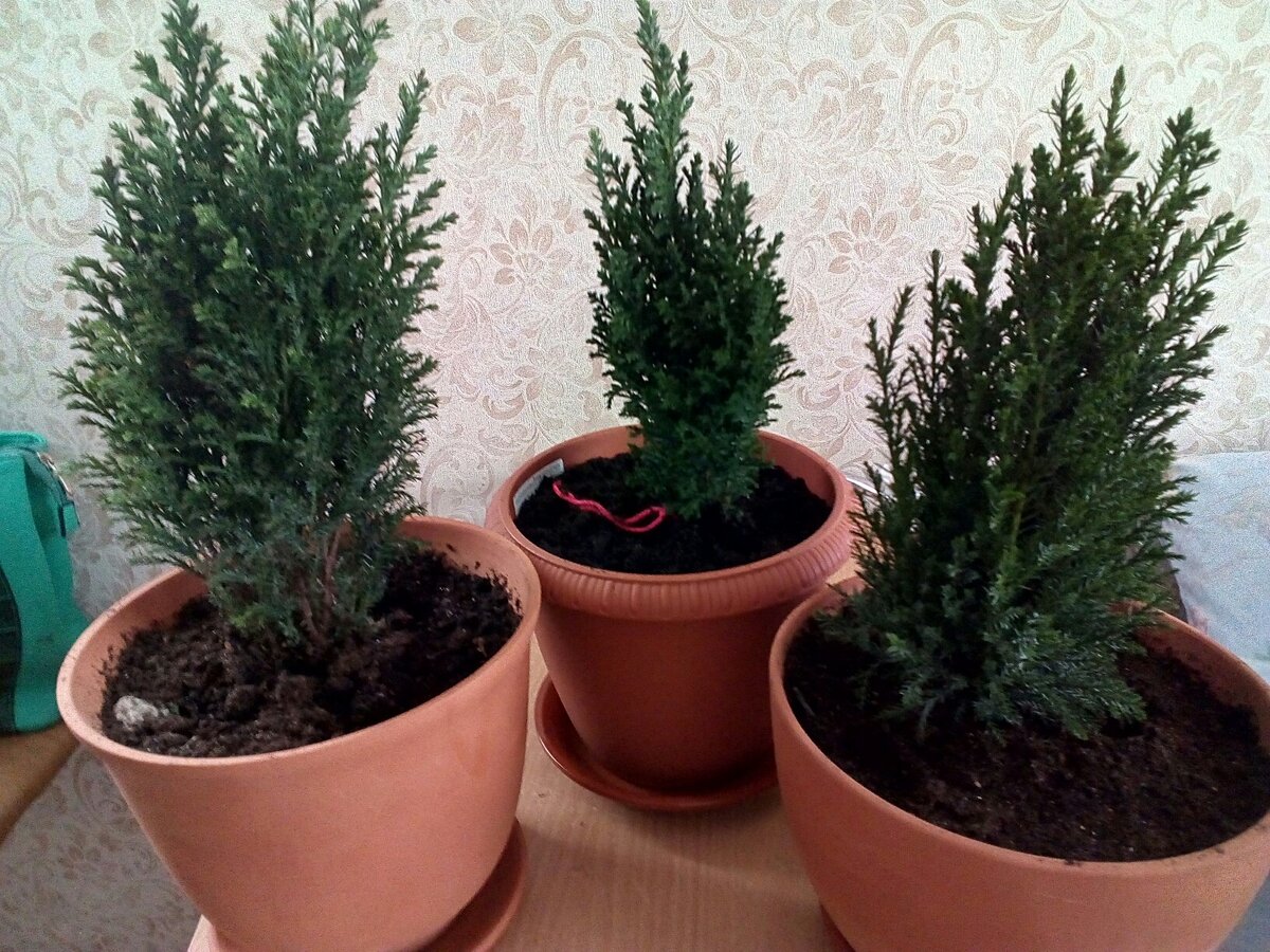 Кипарисовики. Фото автора.