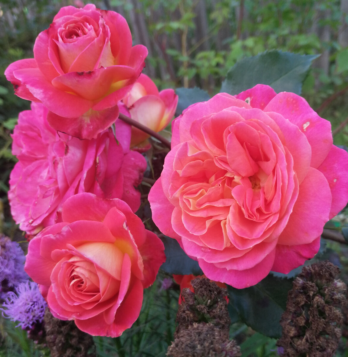 Midsummer/Мидсаммер, флорибунда, здесь и далее - фото автора