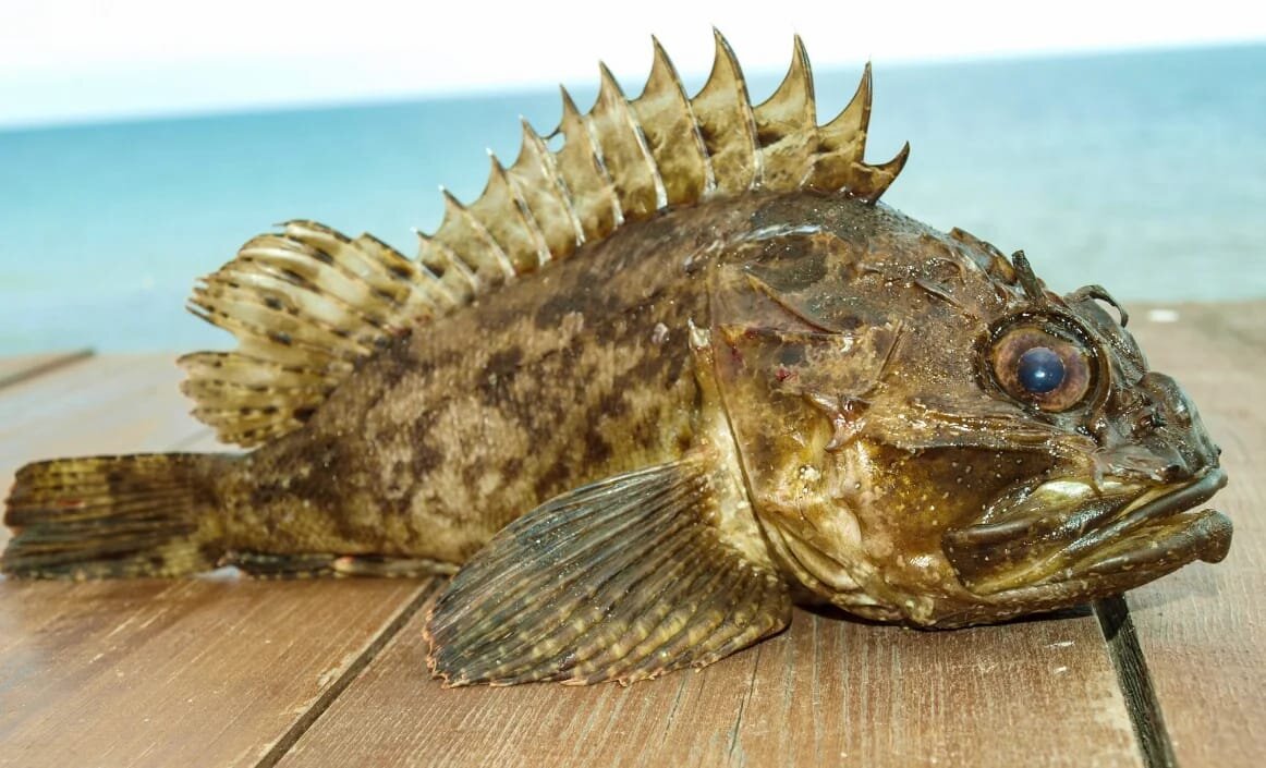 Рыба корова в черном море