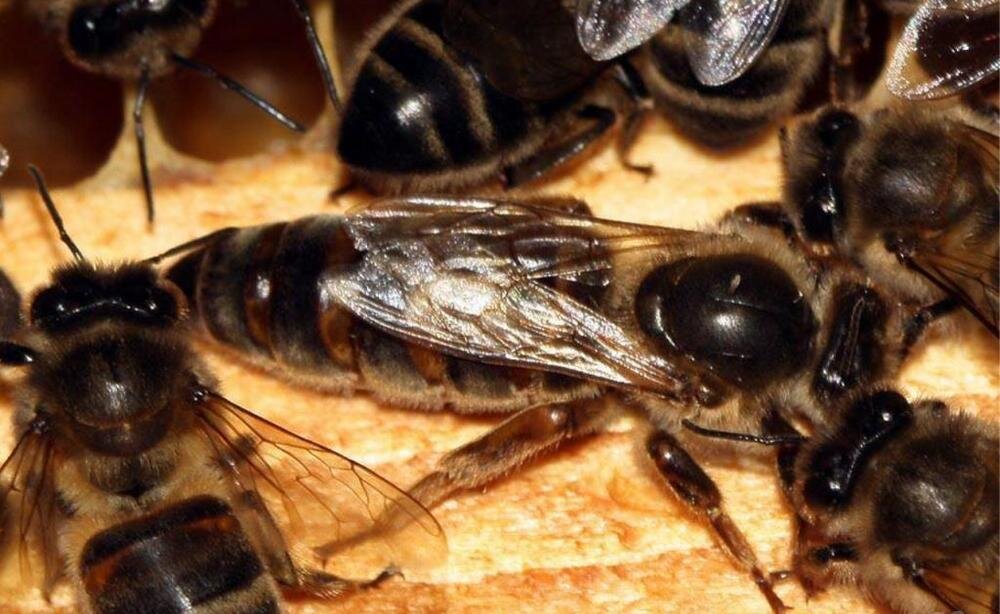 Матка пчелы фото крупным планом