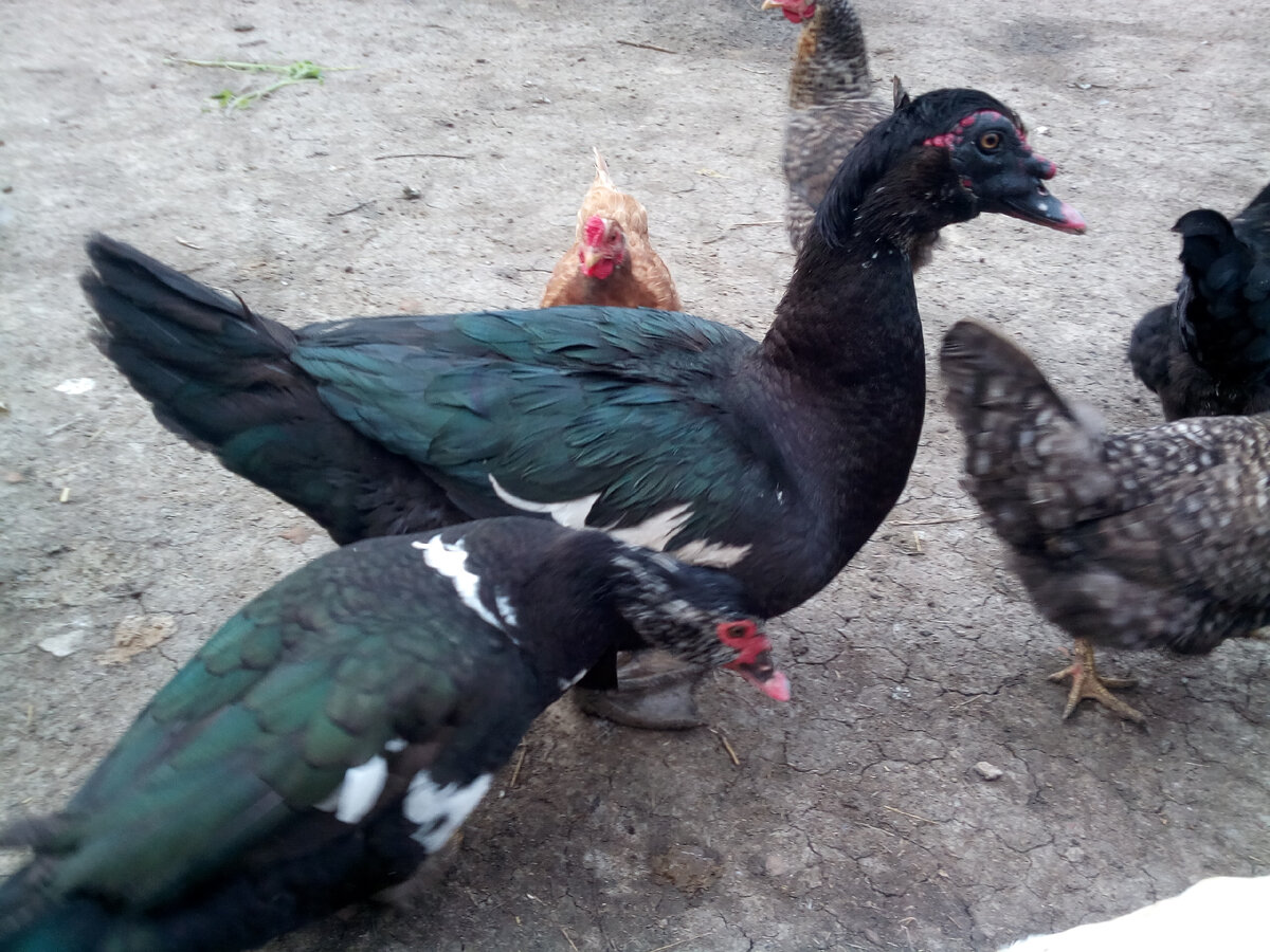 Остаёмся зимовать.