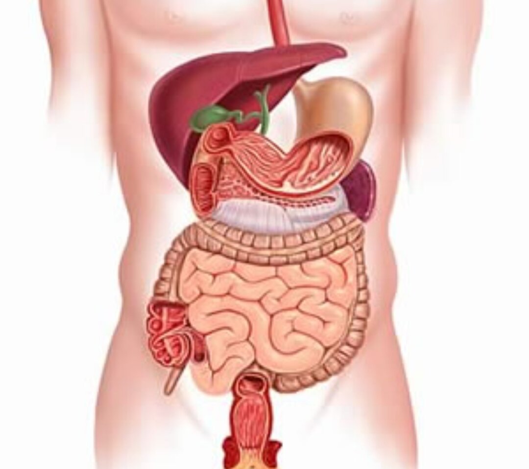 Кишечный тракт. Желудочно кишечная система. Система желудка человека. Нарушения системы пищеварения. Показать желудочно кишечный тракт человека.