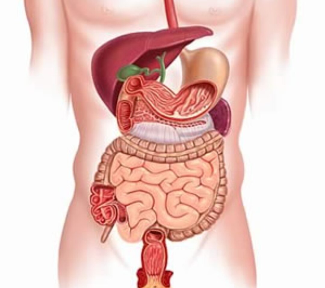 Жкт фото. Желудочно кишечная система. Система желудка человека. Нарушения системы пищеварения. Показать желудочно кишечный тракт человека.