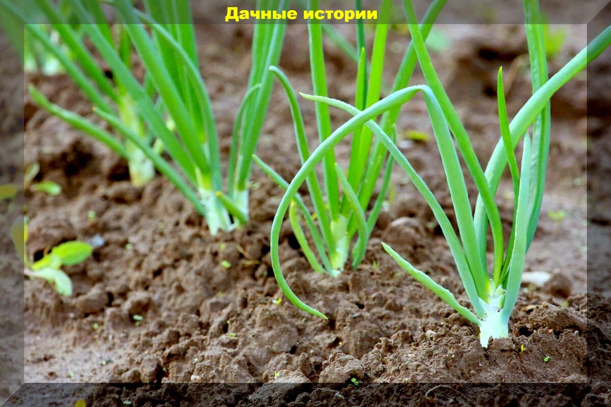 https://vk.com/photo-159774511_457253299